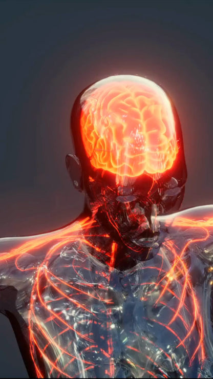 Melena de León Adults - Capsulas para Memoria y Concentración